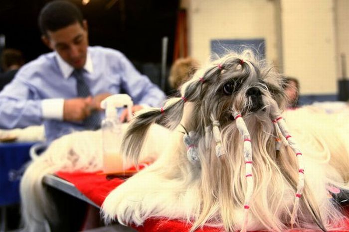 Worst Dog Haircuts (49 pics)
