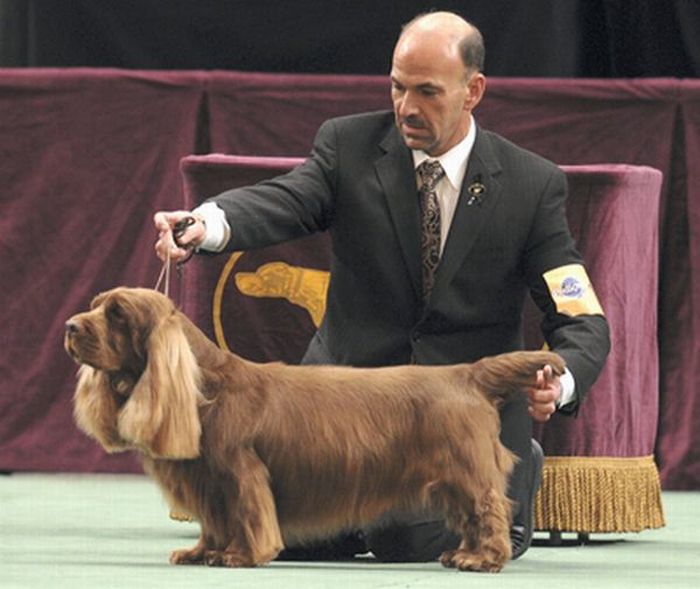 Worst Dog Haircuts (49 pics)
