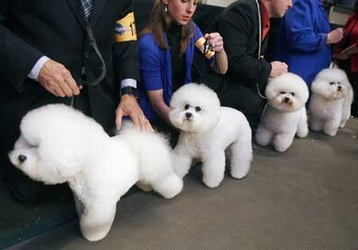 Worst Dog Haircuts (49 pics)