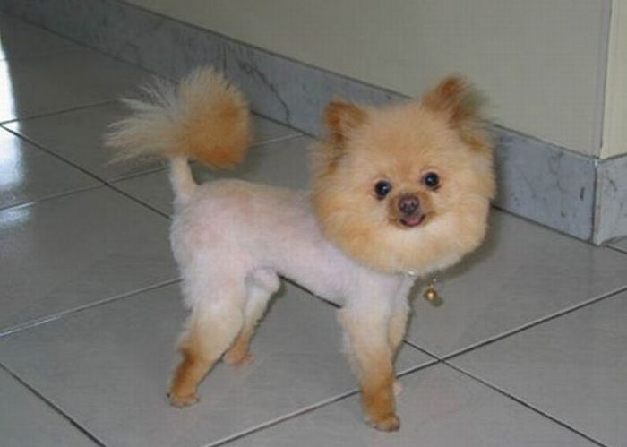 Worst Dog Haircuts (49 pics)