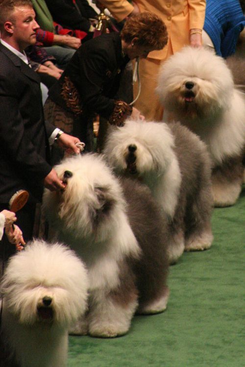 Worst Dog Haircuts (49 pics)