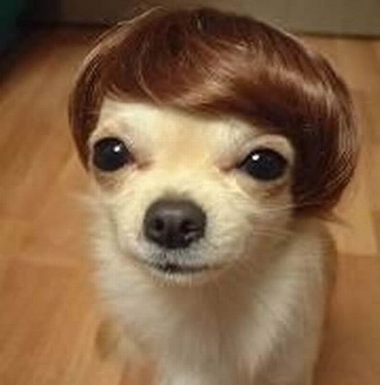 Worst Dog Haircuts (49 pics)