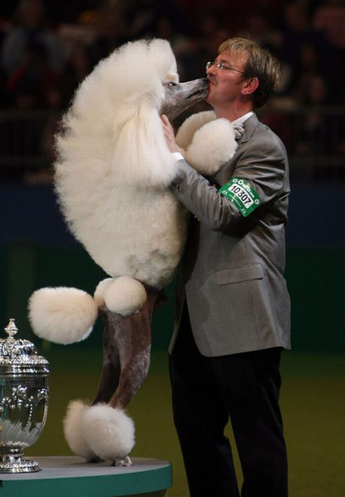 Worst Dog Haircuts (49 pics)