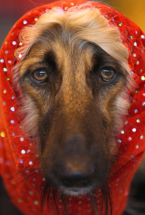 Worst Dog Haircuts (49 pics)