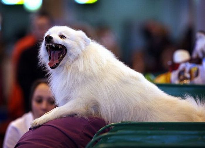 Worst Dog Haircuts (49 pics)