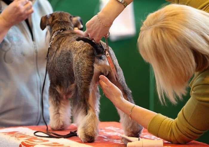 Worst Dog Haircuts (49 pics)