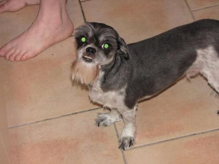 Worst Dog Haircuts (49 pics)
