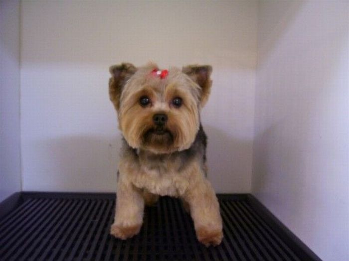 Worst Dog Haircuts (49 pics)