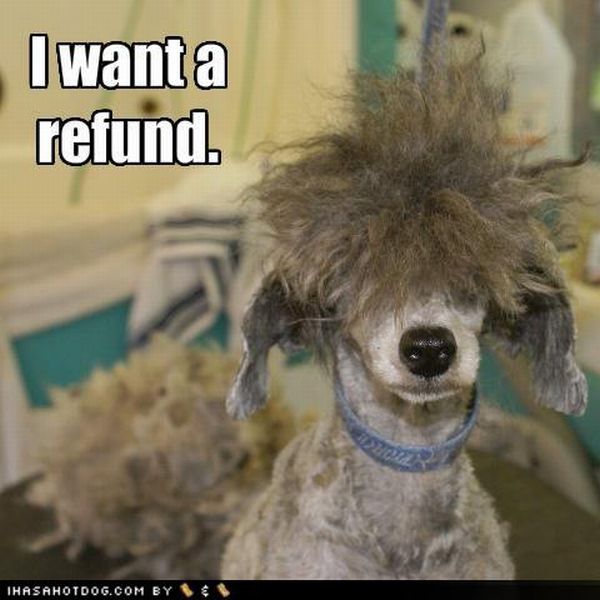 Worst Dog Haircuts (49 pics)