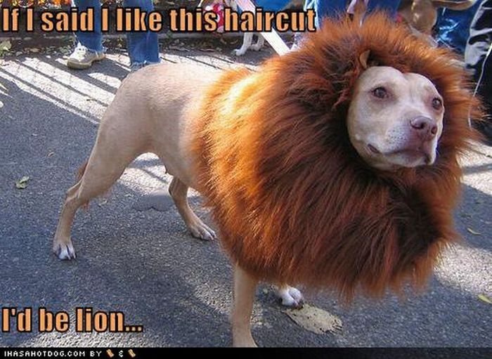 Worst Dog Haircuts (49 pics)