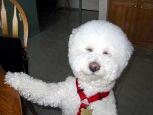 Worst Dog Haircuts (49 pics)