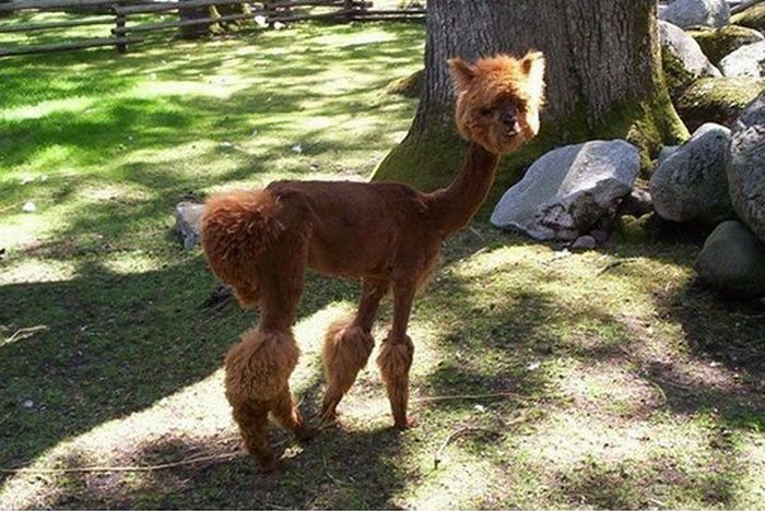 Worst Dog Haircuts (49 pics)