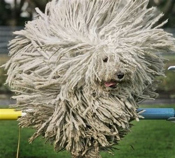 Worst Dog Haircuts (49 pics)