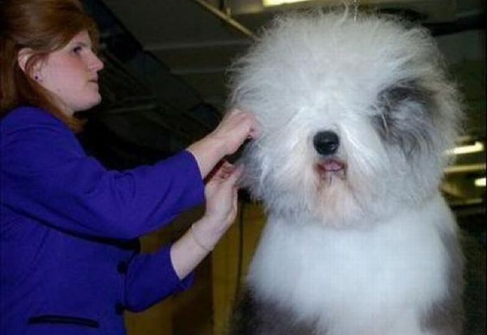 Worst Dog Haircuts (49 pics)