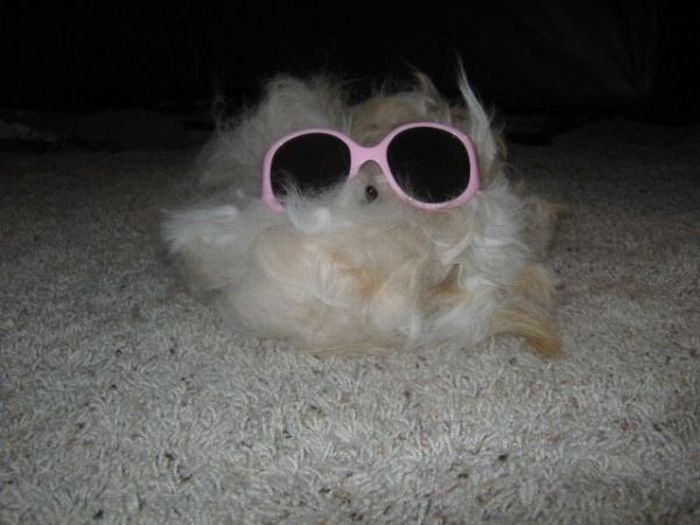 Worst Dog Haircuts (49 pics)
