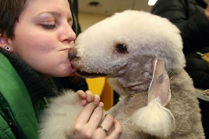 Worst Dog Haircuts (49 pics)
