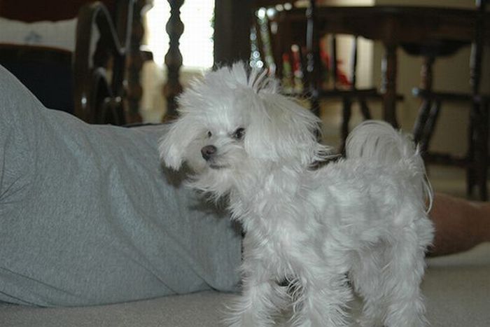 Worst Dog Haircuts (49 pics)