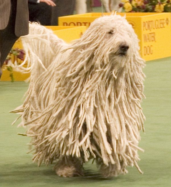 Worst Dog Haircuts (49 pics)