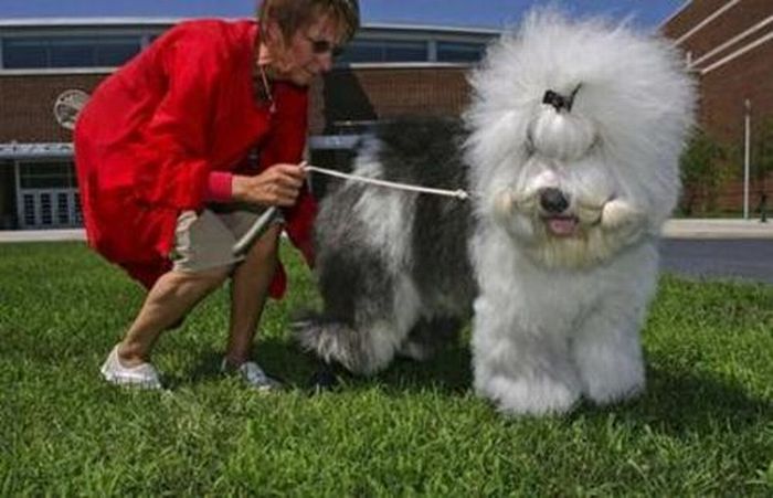 Worst Dog Haircuts (49 pics)