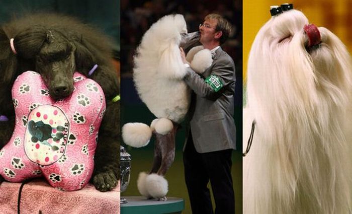 Worst Dog Haircuts (49 pics)