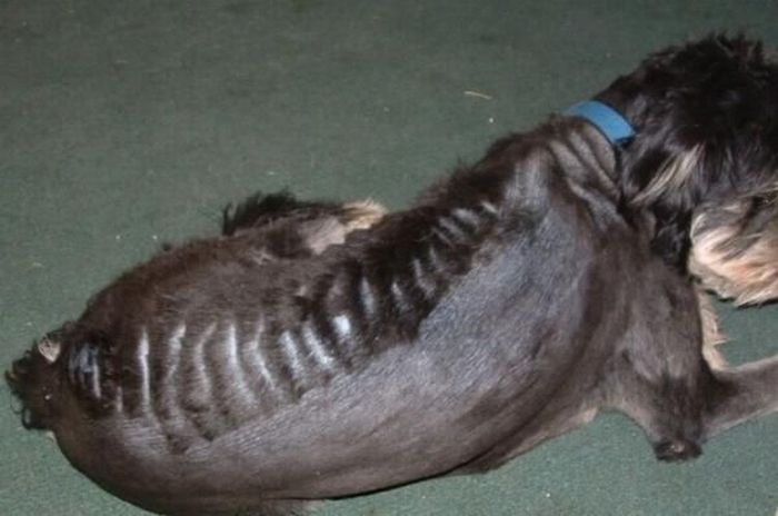 Worst Dog Haircuts (49 pics)