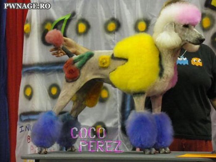 Worst Dog Haircuts (49 pics)