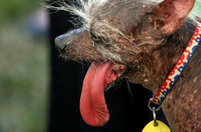 Worst Dog Haircuts (49 pics)