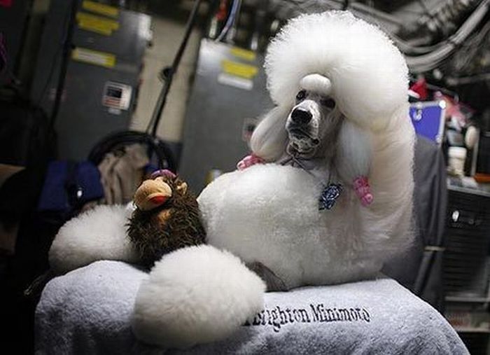 Worst Dog Haircuts (49 pics)