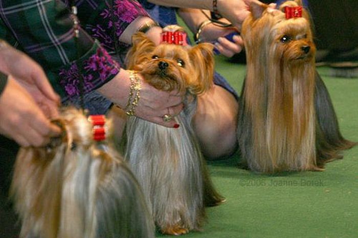 Worst Dog Haircuts (49 pics)