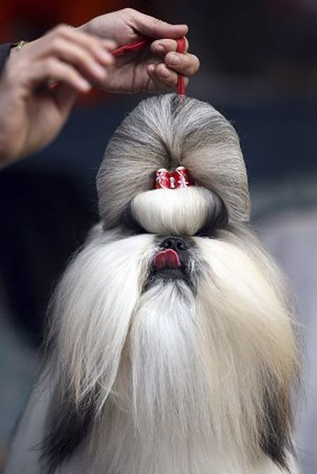 Worst Dog Haircuts (49 pics)