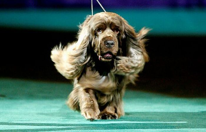 Worst Dog Haircuts (49 pics)