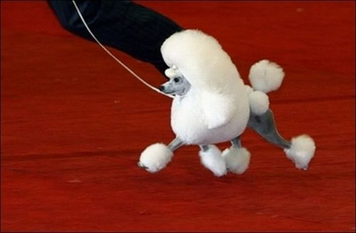 Worst Dog Haircuts (49 pics)
