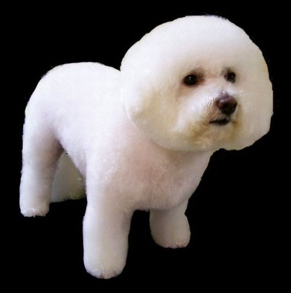 Worst Dog Haircuts (49 pics)