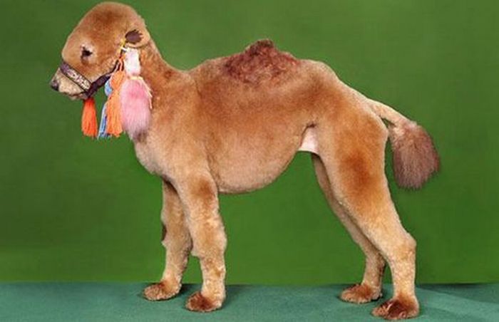 Worst Dog Haircuts (49 pics)