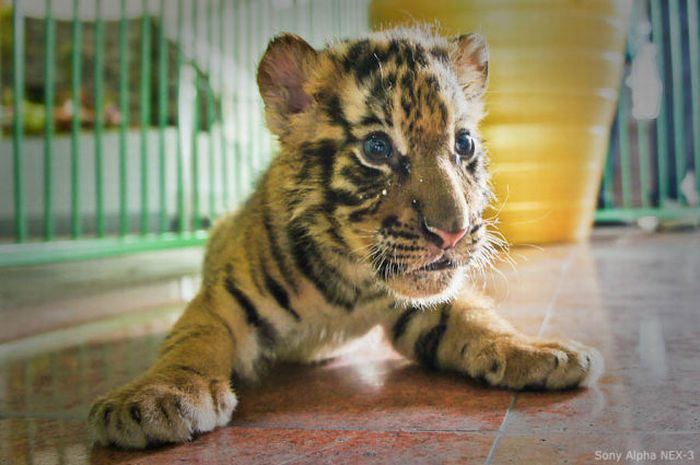 Tiger Farm in Thailand (20 pics)