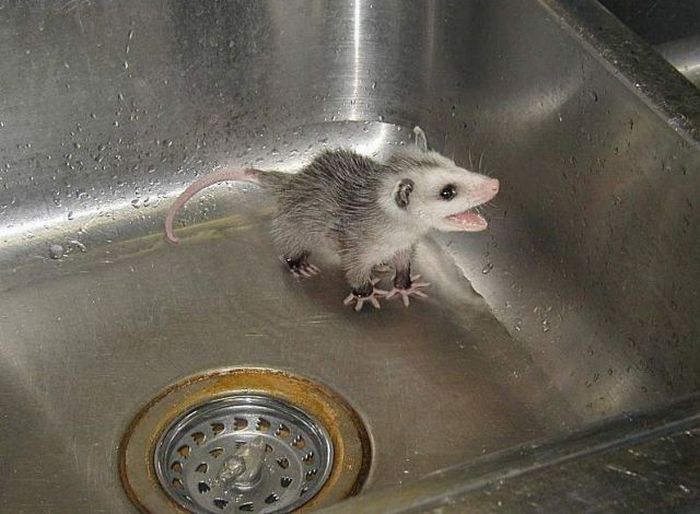 Acid Picdump (125 pics)