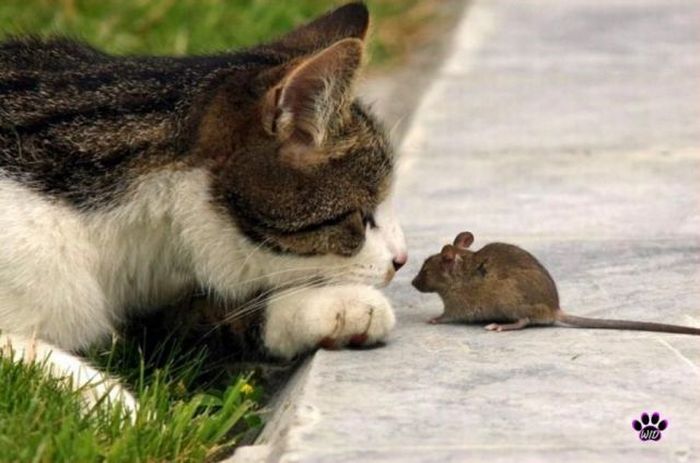 Acid Picdump (125 pics)