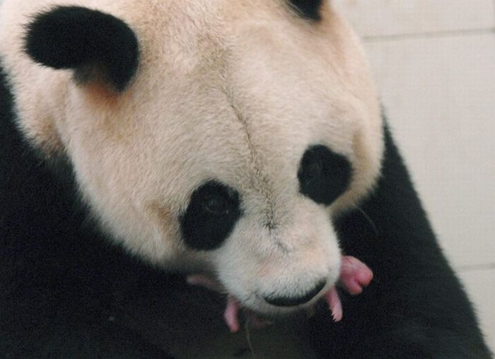 Giant Panda And Her Her Newborn Cub (4 pics)