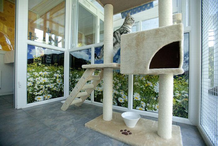 Luxury Cat Hotel in UK (14 pics)
