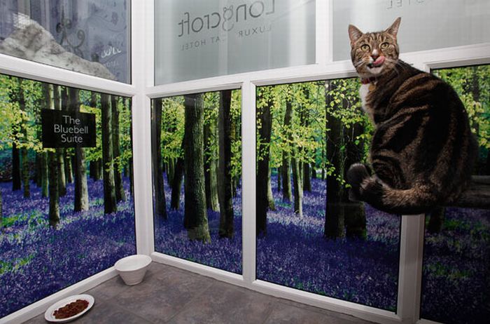 Luxury Cat Hotel in UK (14 pics)
