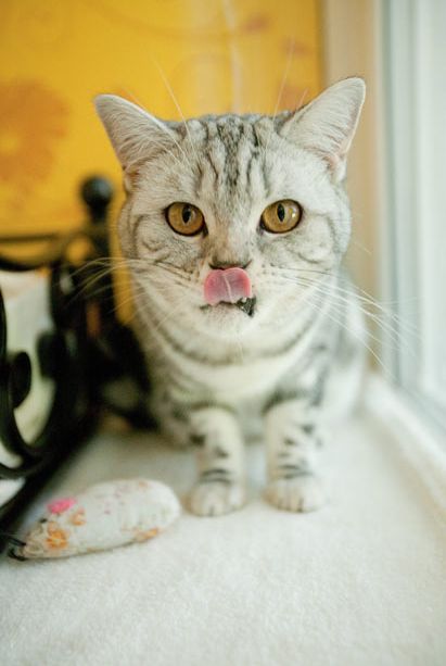 Luxury Cat Hotel in UK (14 pics)