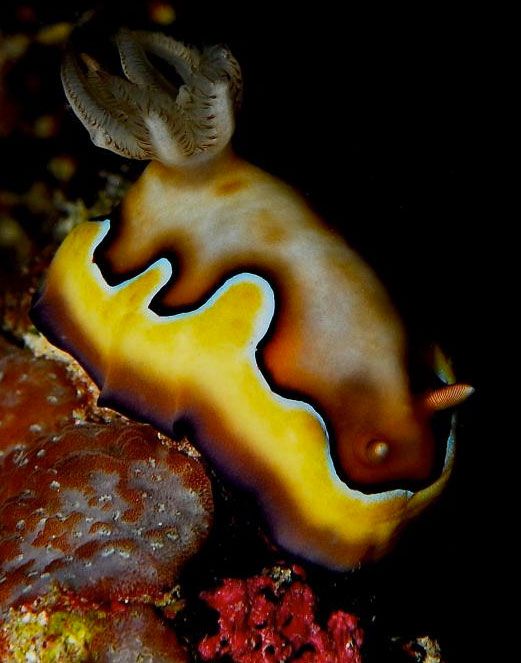 Beautiful Underwater Creatures (27 pics)