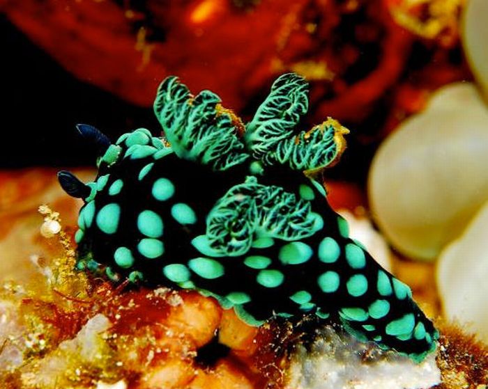 Beautiful Underwater Creatures (27 pics)