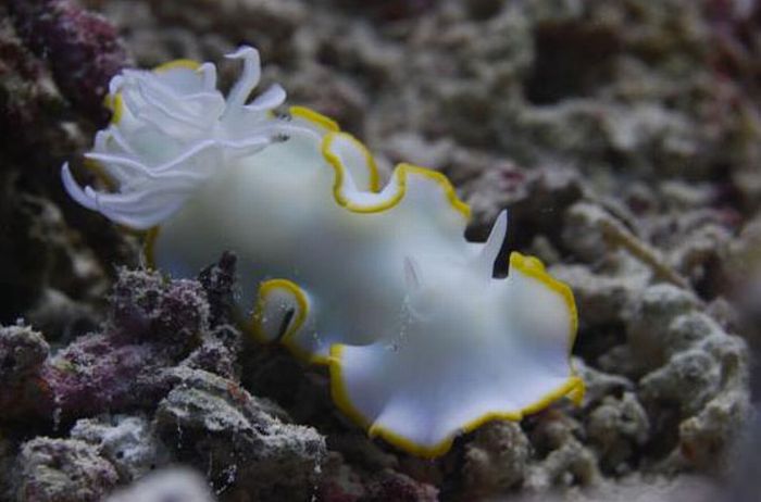 Beautiful Underwater Creatures (27 pics)