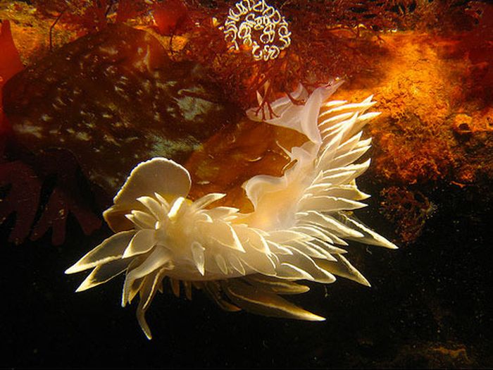 Beautiful Underwater Creatures (27 pics)