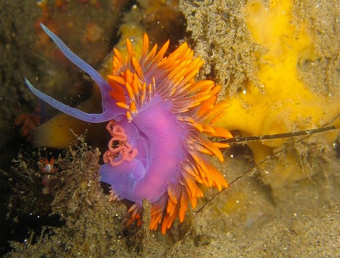 Beautiful Underwater Creatures (27 pics)