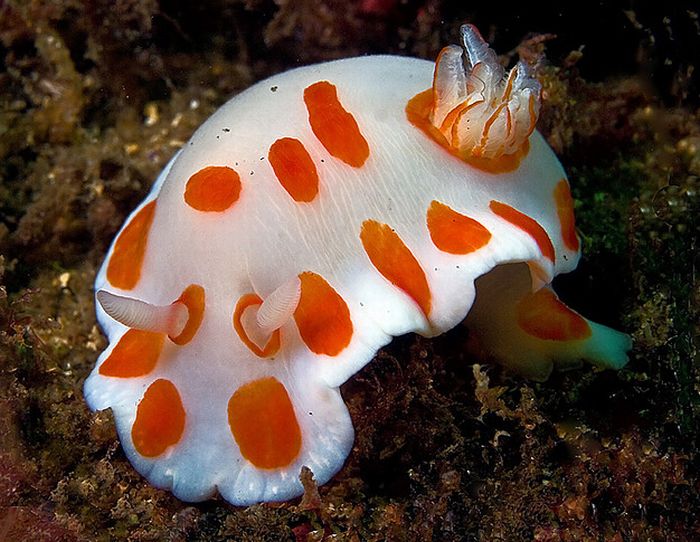 Beautiful Underwater Creatures (27 pics)