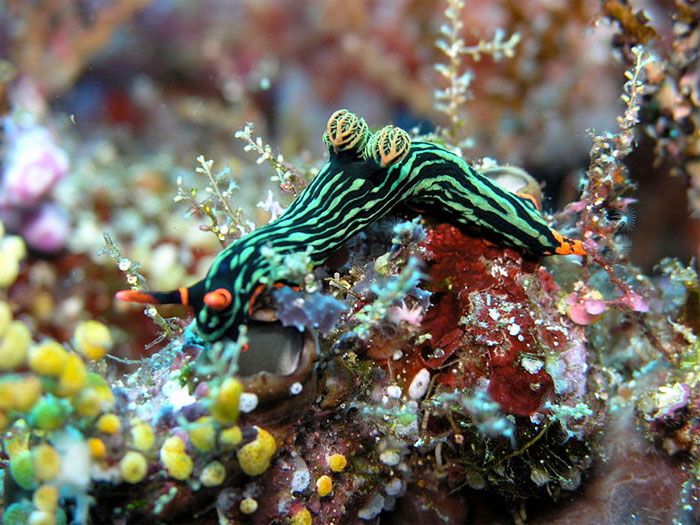 Beautiful Underwater Creatures (27 pics)