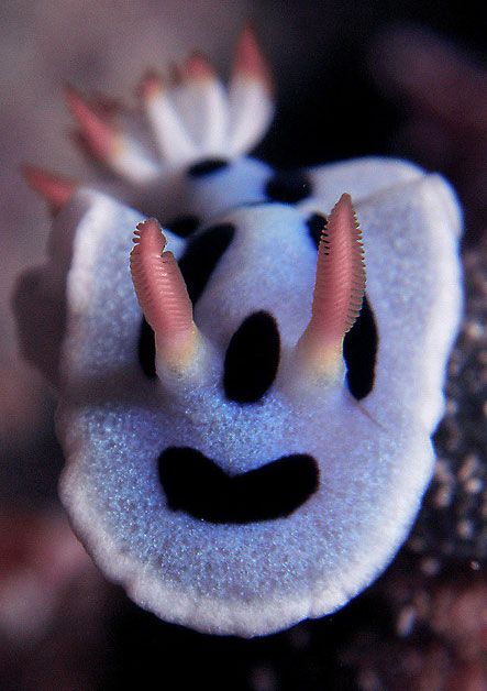 Beautiful Underwater Creatures (27 pics)