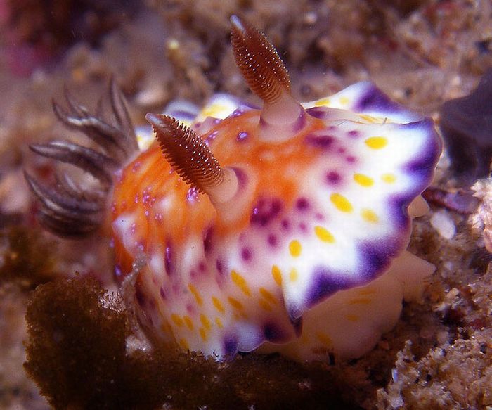 Beautiful Underwater Creatures (27 pics)